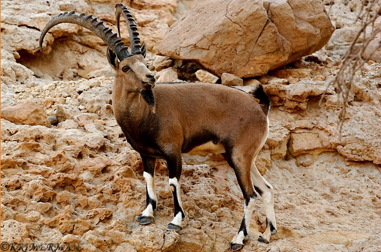 Yael (ibex), Eilat Mountains (matikrimerman.com)
